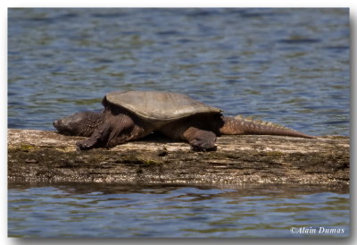 Tortue Serpentine - Common Snapping Turtle