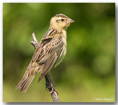 Goglu des prs Femelle - Female Bobolink