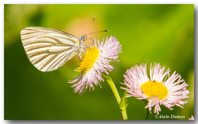 Piride des crucifres - Mustard White