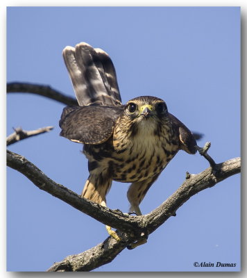 Faucon merillon - Merlin