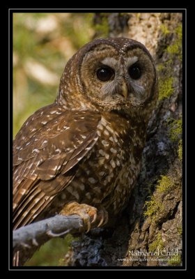 Male California Spotted Owl