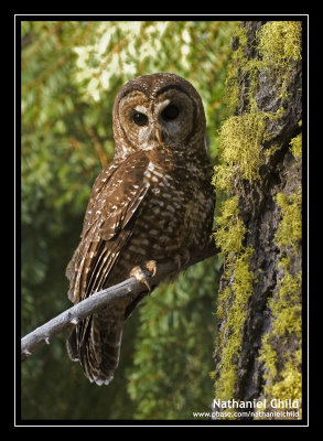 Male California Spotted Owl