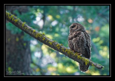 Female California Spotted Owl