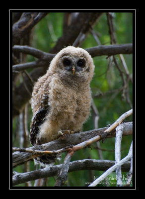 Juvenile California Spotted Owl