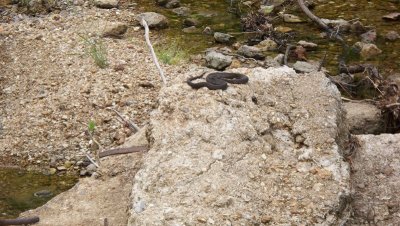 Snake on the Rock