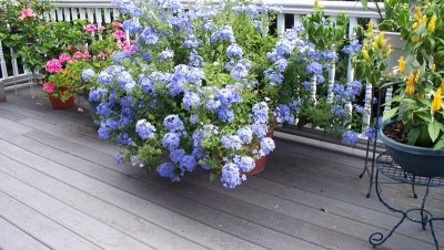 Deck Flowers