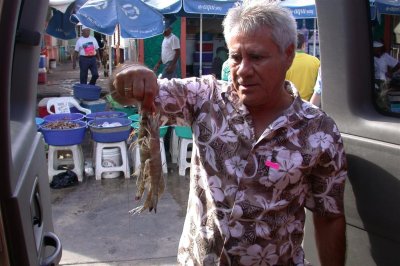 Andreas Holding Prawns
