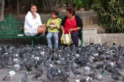 Feeding the Pigeons