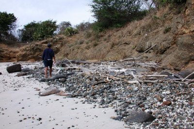 Driftwood and Plant Debris at the Surf Line