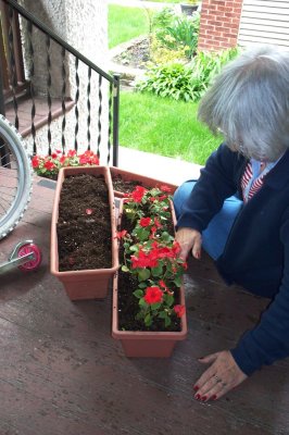 Planting flowers in the flower boxes