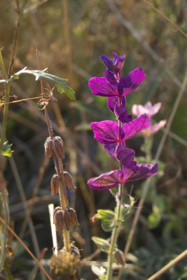 IMG07216.jpg