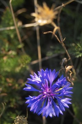 IMG07229.jpg