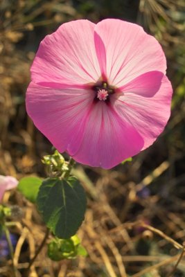 IMG07240.jpg