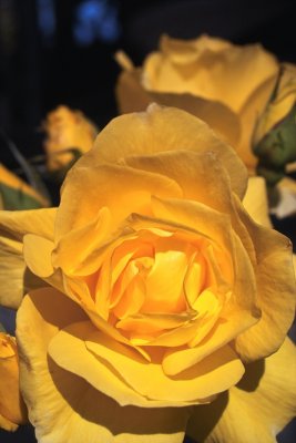 Rose...