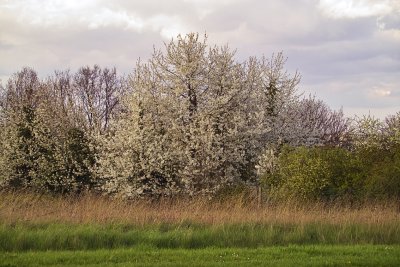 IMG00937.jpg