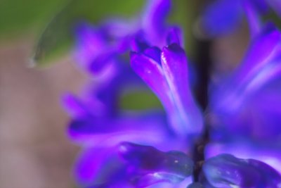 Jacinthe bleue