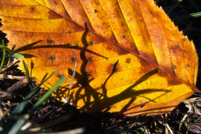 Ombres et couleurs
