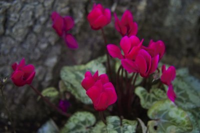 Cyclamen 1