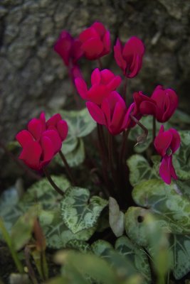 Cyclamen 2