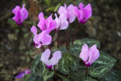 Cyclamen 3