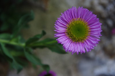 IMGP0084.JPG