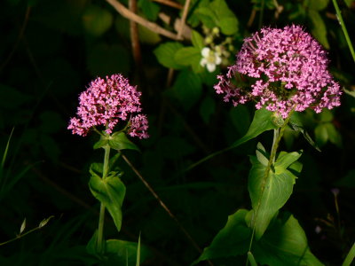 P1100785.JPG
