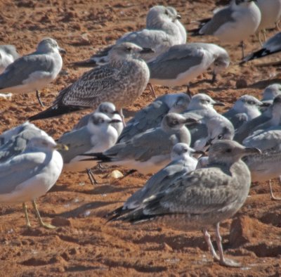 LBBG-1C-1st-bird-120910-Baldwin-GDJ-1010914.jpg