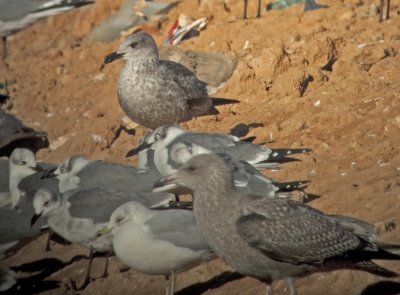LBBG-1C-2nd-bird-120910-Baldwin-GDJ-1010895.jpg