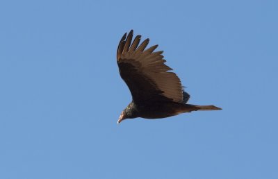 g1/40/932540/3/131662823.P6uZ6KaF.jpg