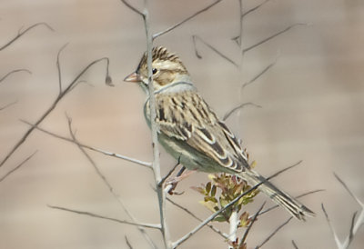 CCSP-24-Sep-2012-Ft.-Morgan-Baldwin-Co.-AL-GDJ-0078.jpg