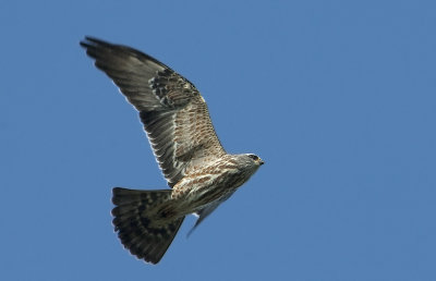 MIKI-juv.-25-Sep-2012-Ft.-Morgan-Baldwin-Co.-AL-GDJ-0081.jpg
