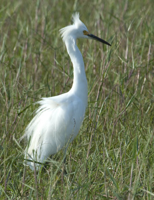 SNEG-24-Sep-2012-Ft.-Morgan-Baldwin-Co.-AL-GDJ-0065.jpg