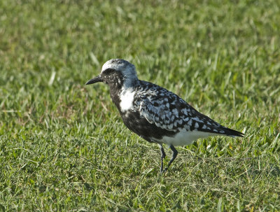 BBPL-alt-25-Apr-2012-Ft.-Morgan-Baldwin-Co.-AL-GDJ-0050.jpg
