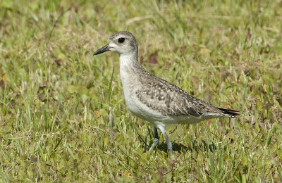 BBPL-basic-24-Apr-2012-Ft.-Morgan-Baldwin-Co.-AL-GDJ-0011.jpg