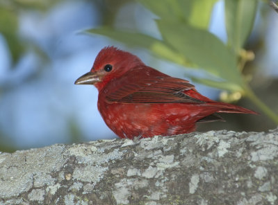 SUTA-male-24-Apr-2012-Ft.-Morgan-Baldwin-Co.-AL-GDJ-0029.jpg