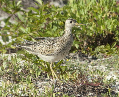 UPSA-24-Apr-2012-Ft.-Morgan-Baldwin-Co.-AL-GDJ-0025.jpg
