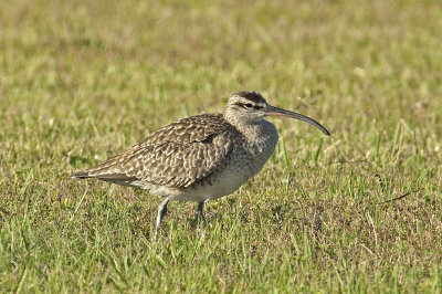 WHIM-24-Apr-2012-Ft.-Morgan-Baldwin-Co.-AL-GDJ-0405.jpg