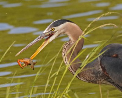 Great Blue Heron