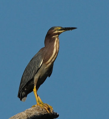 Green Heron