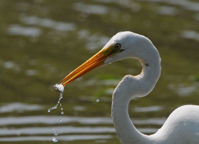 Great Egret with Fish