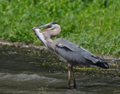 Great Blue Heron