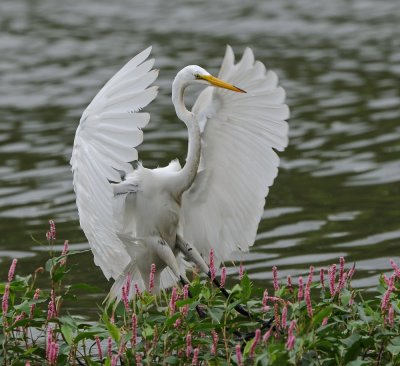 Great Egret