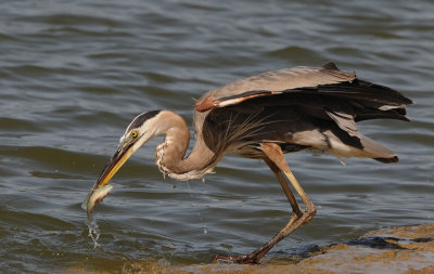Great Blue Heron