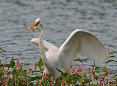 Great Egret