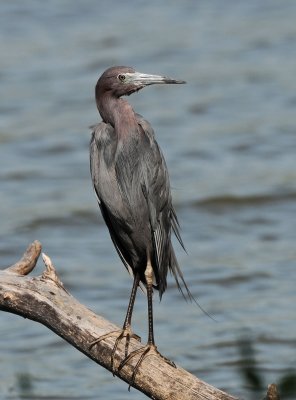 Little Blue Heron