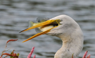Great Egret