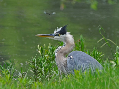 Great Blue Heron