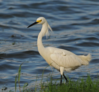 Snowy Egret