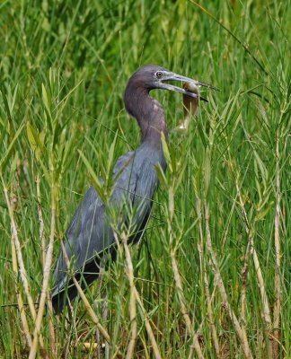 Little Blue Heron
