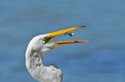 Great Egret